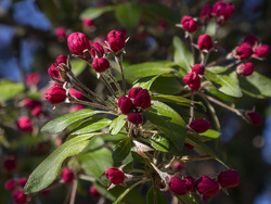 Crabapple - P5040489e