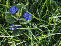 Wet grass - P5040483e