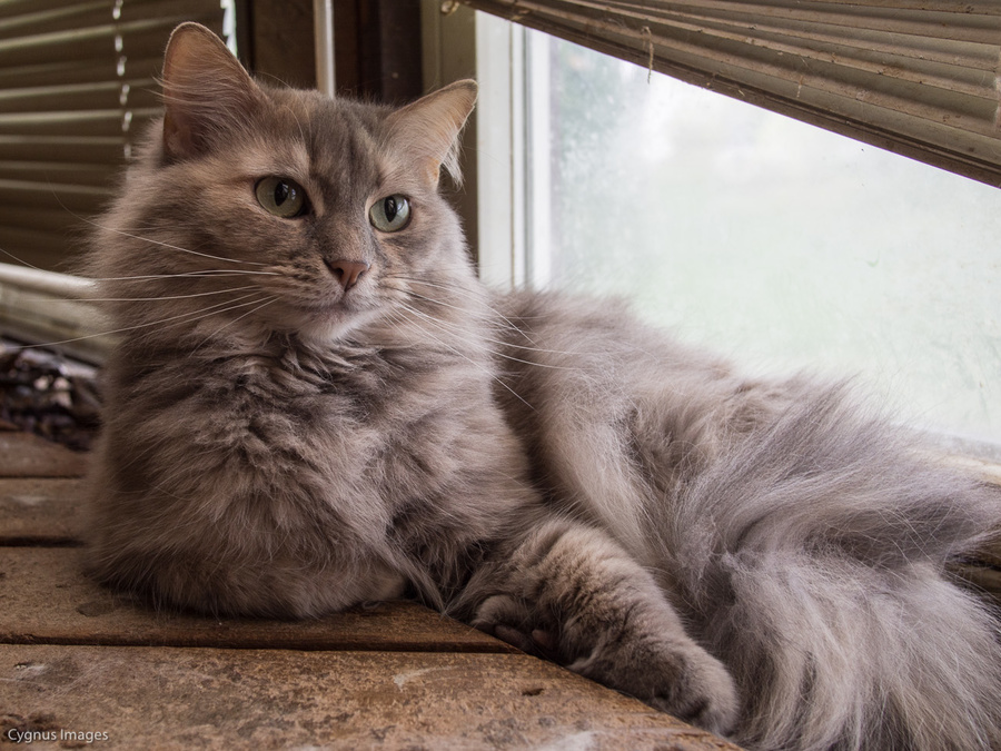 Just Chillin' On The Deck