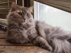 Just Chillin' On The Deck