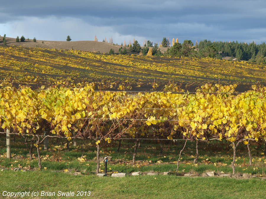 Grape trellis detail.