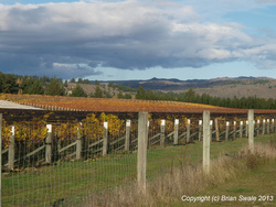 Vineyard trellising detail