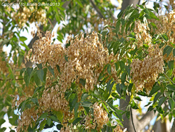 Ailanthus altissima tree.