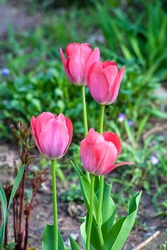 IMG_1900w