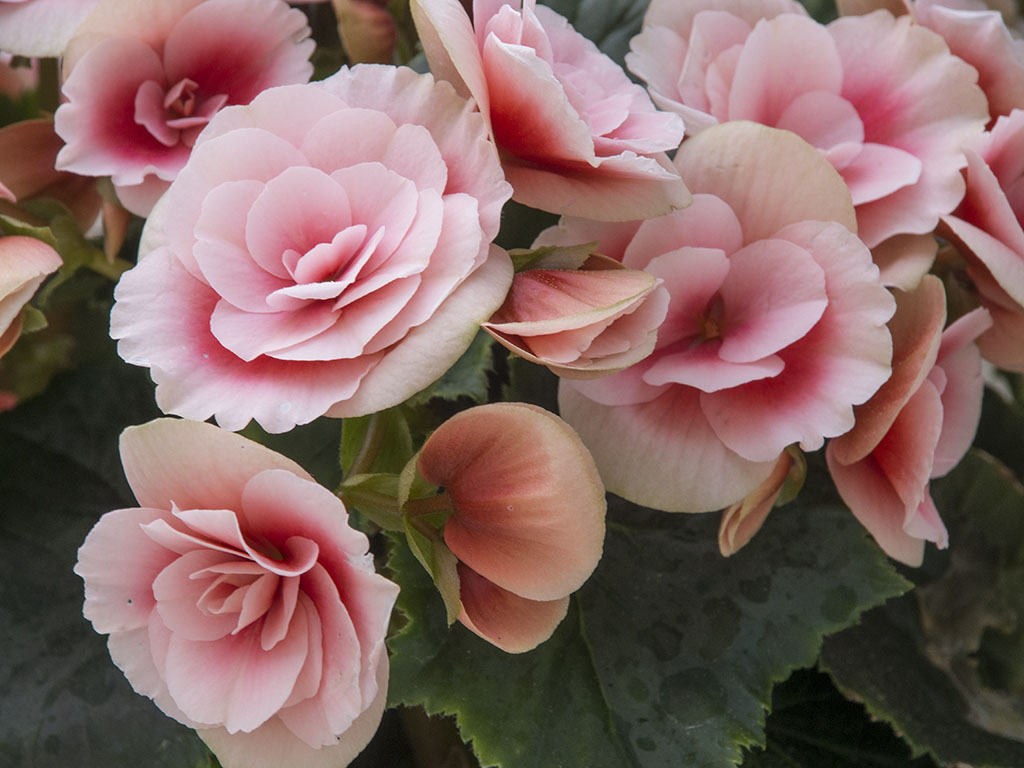 Pink begonia