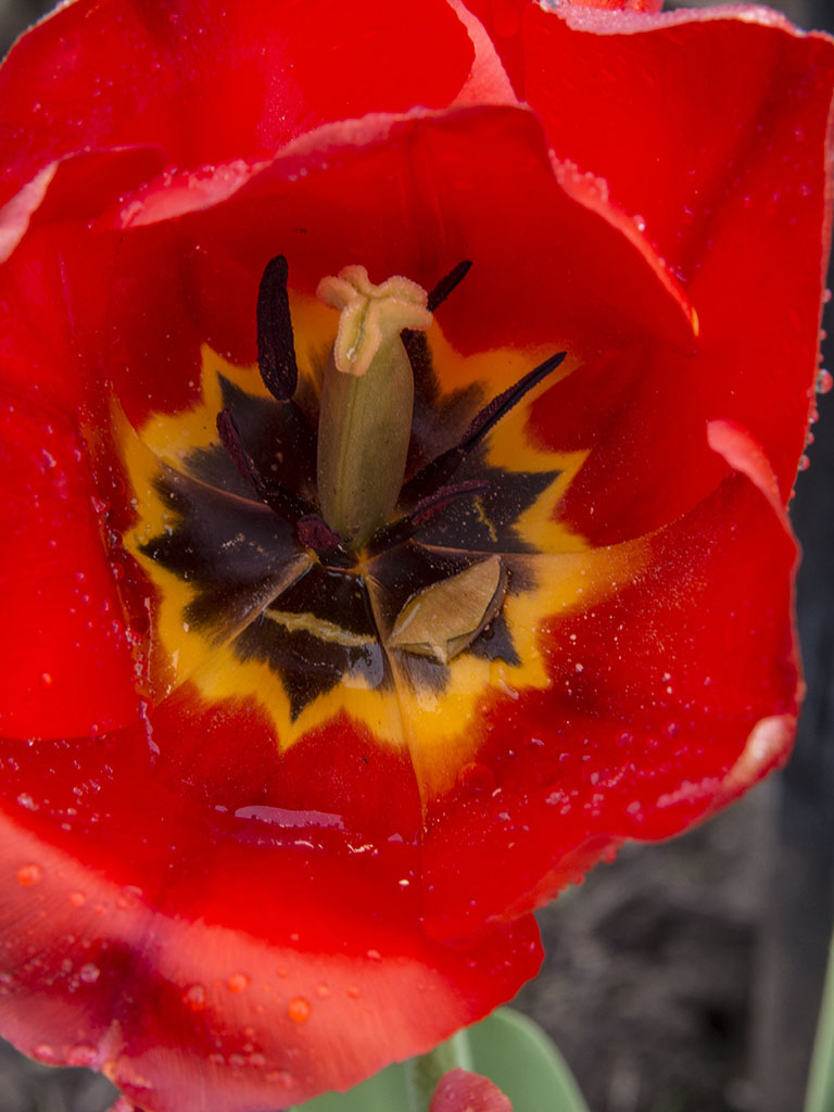 Red tulip