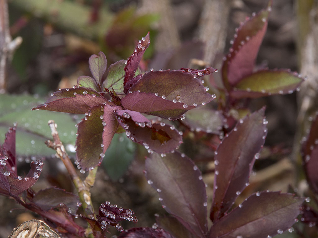 Rose leaves after rain #1