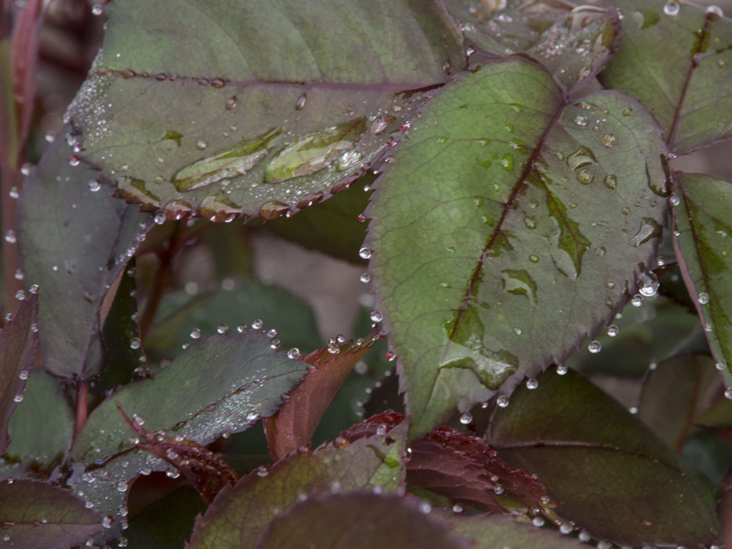 Rose leaves after rain #2