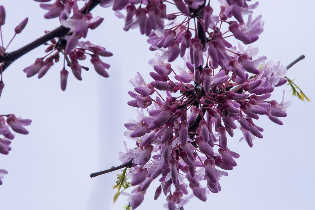 American redbud blossoms