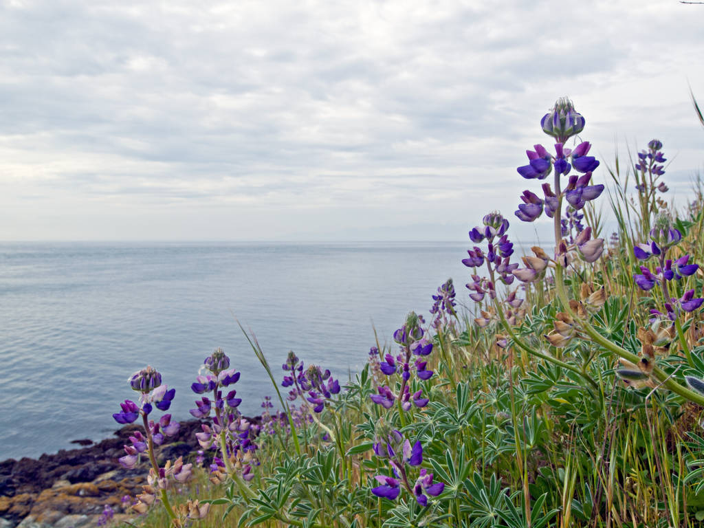 Seashore lupine