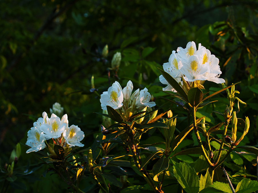 Rhodys at Sundown