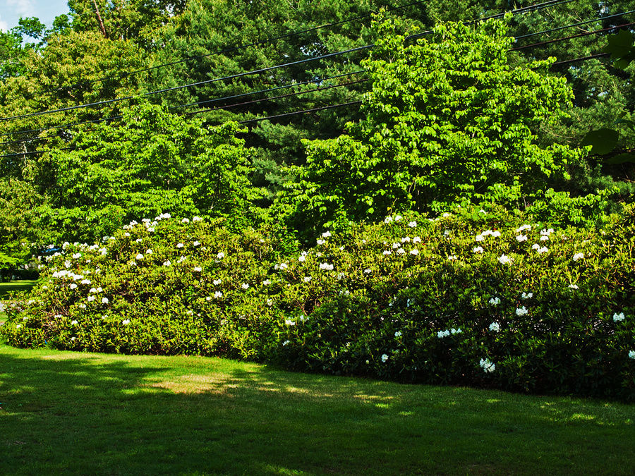 Rhody and Dogwood Sound Barrier