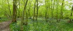 Woodland and Flora