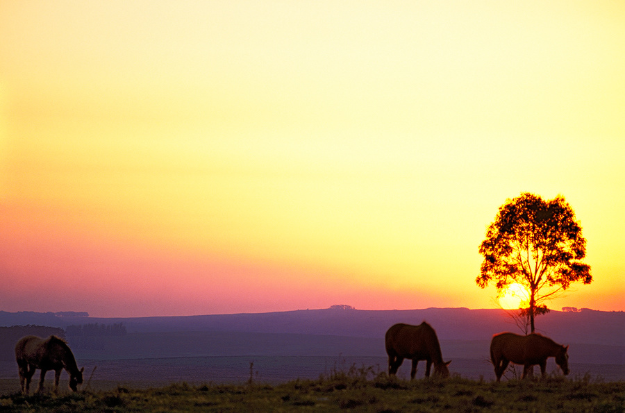 tres caballos en Treinta y Tres [three horses in Thirty Three].
