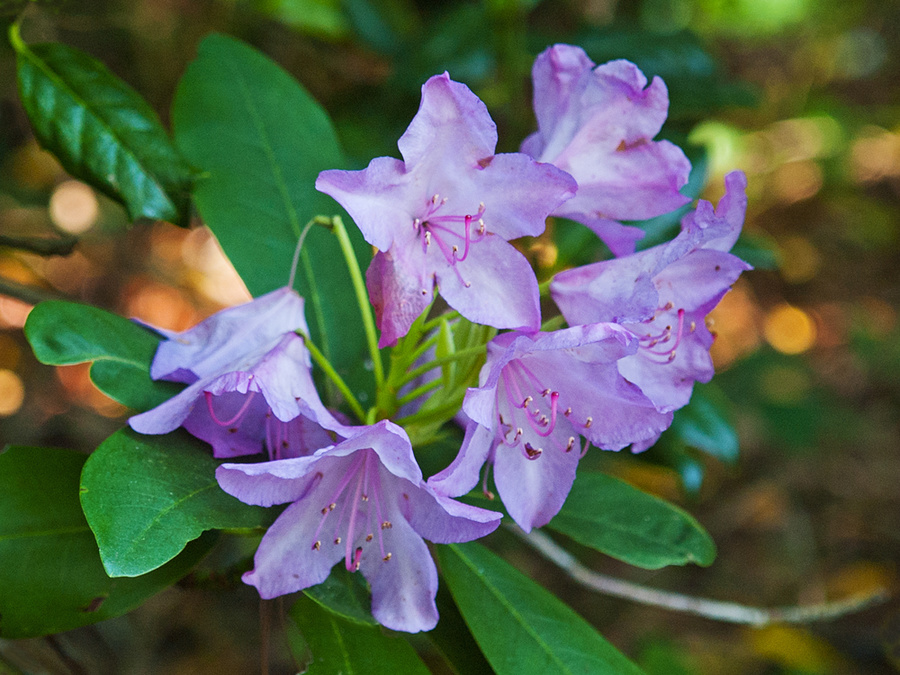 Mountain Rhododendron