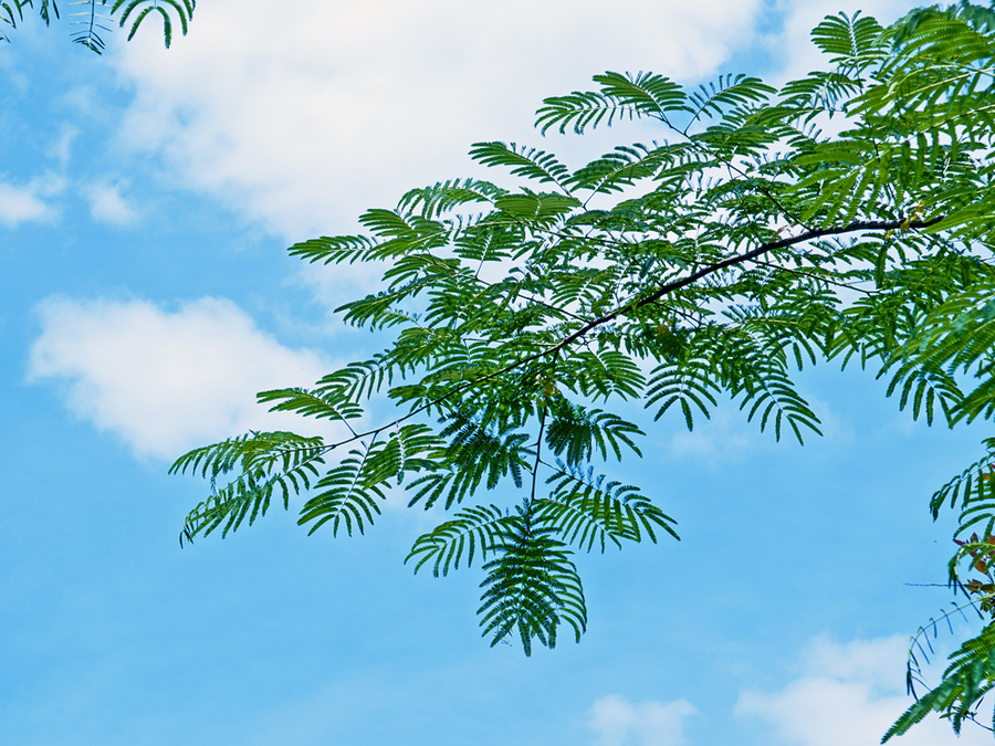 Mimosa Branch