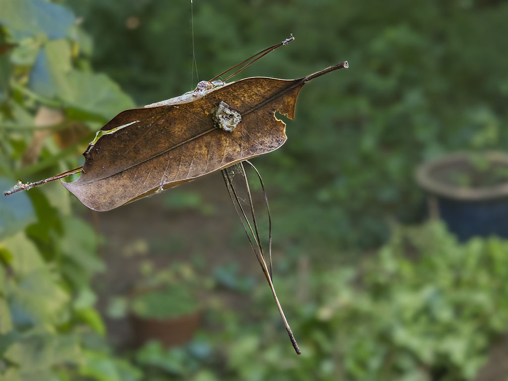 Hanging by a Thread