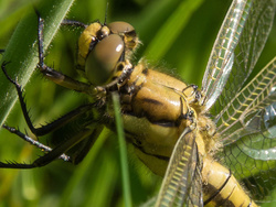 20130607-P6071481 crop.jpg