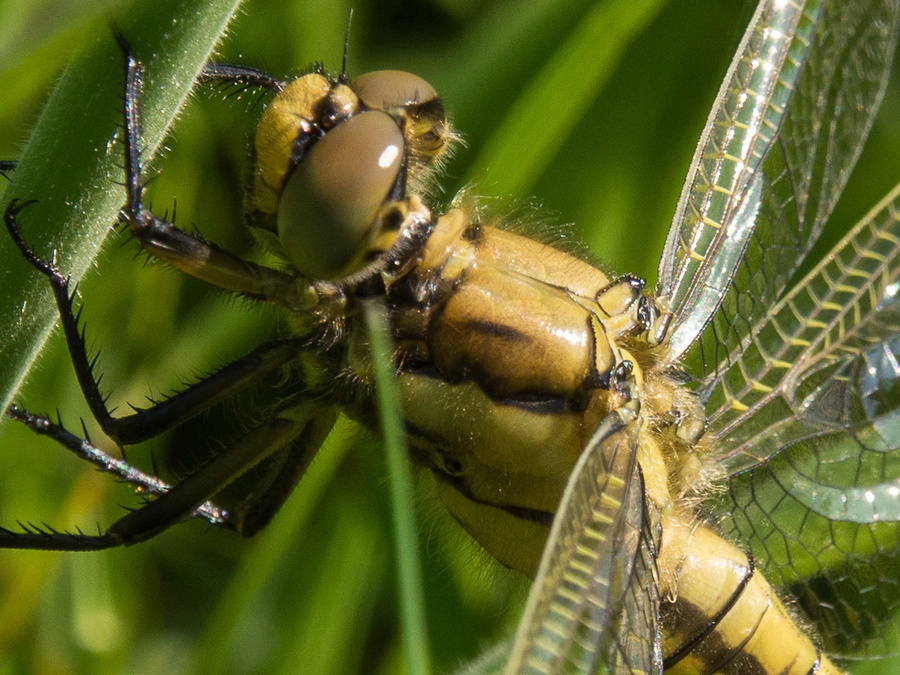 20130607-P6071481 crop.jpg