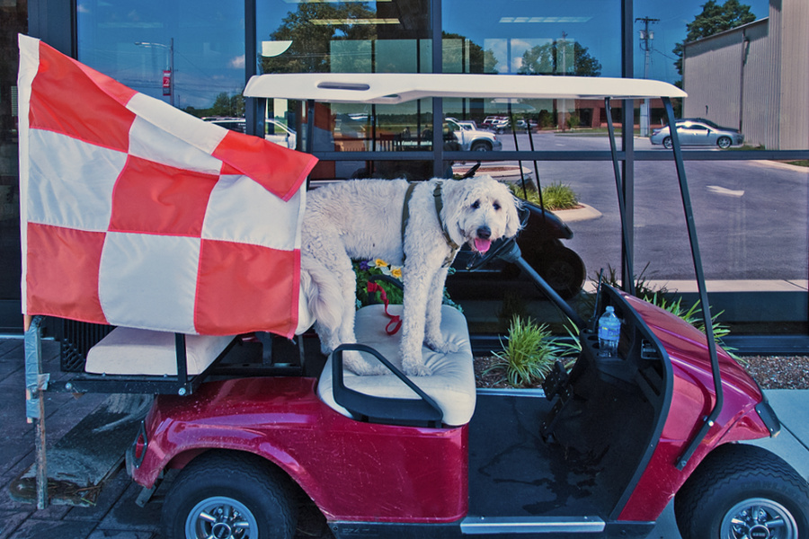 Well-Equipped Airport Dog