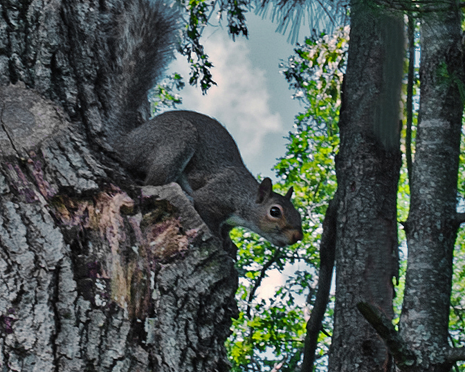 Squirrel in the Shadows