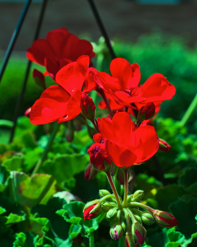 Geranium