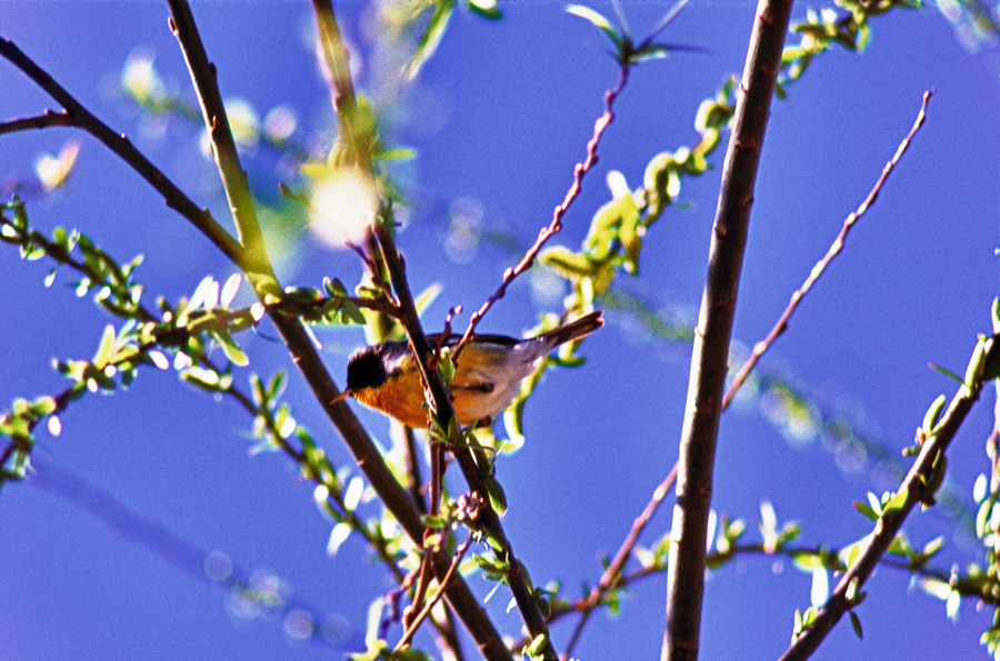Parula pitiayumi