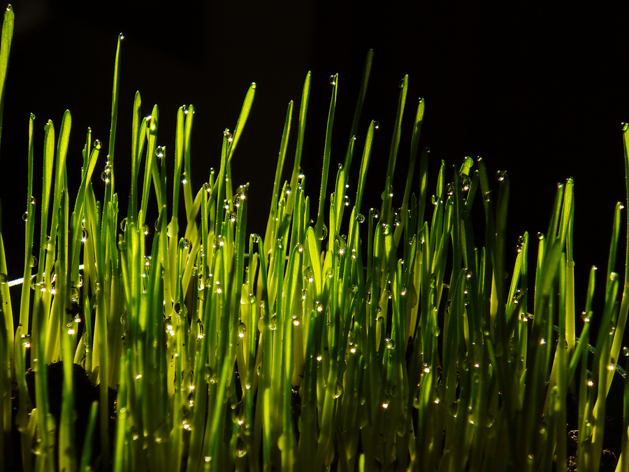 fotosíntesis [photosynthesis]