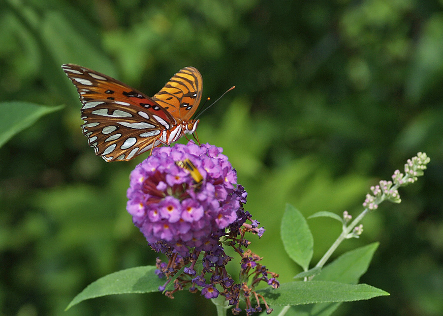 Gulf Fritillary