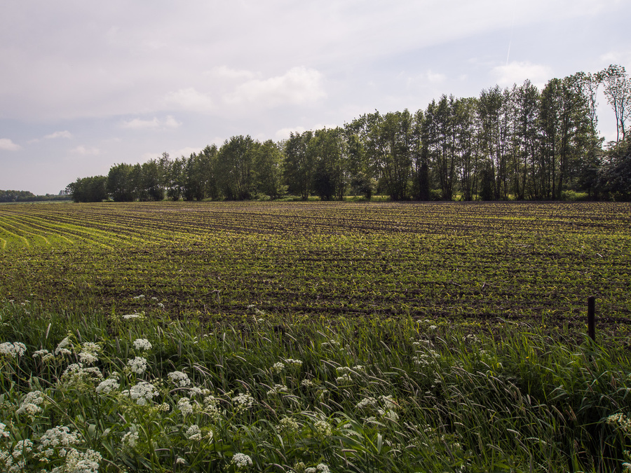 P5310920.jpg