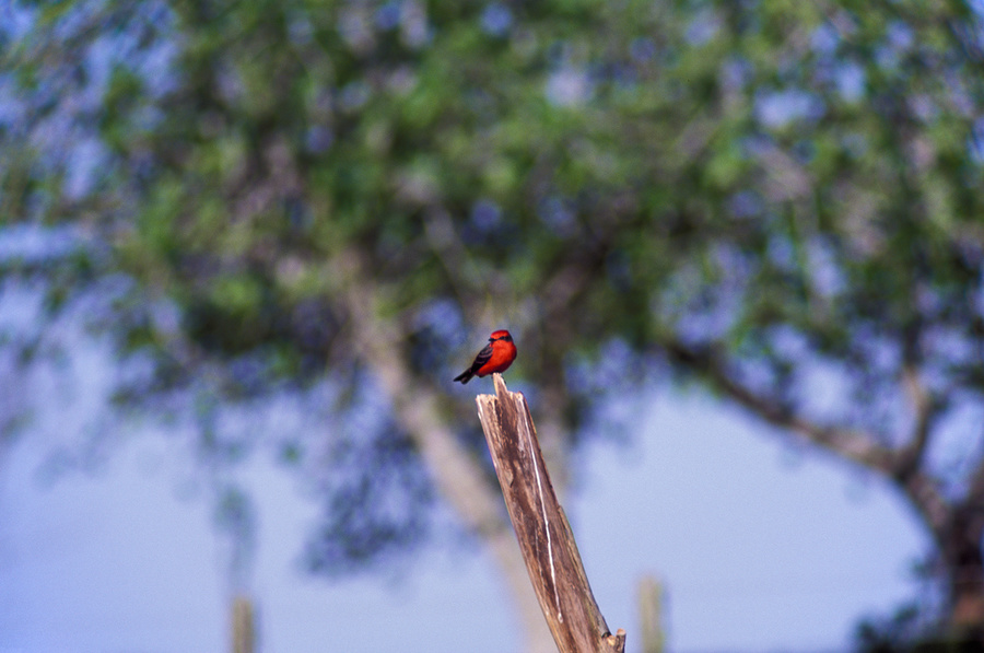 Churrinche; vermilion flycatcher - Pyrocephalus rubinus