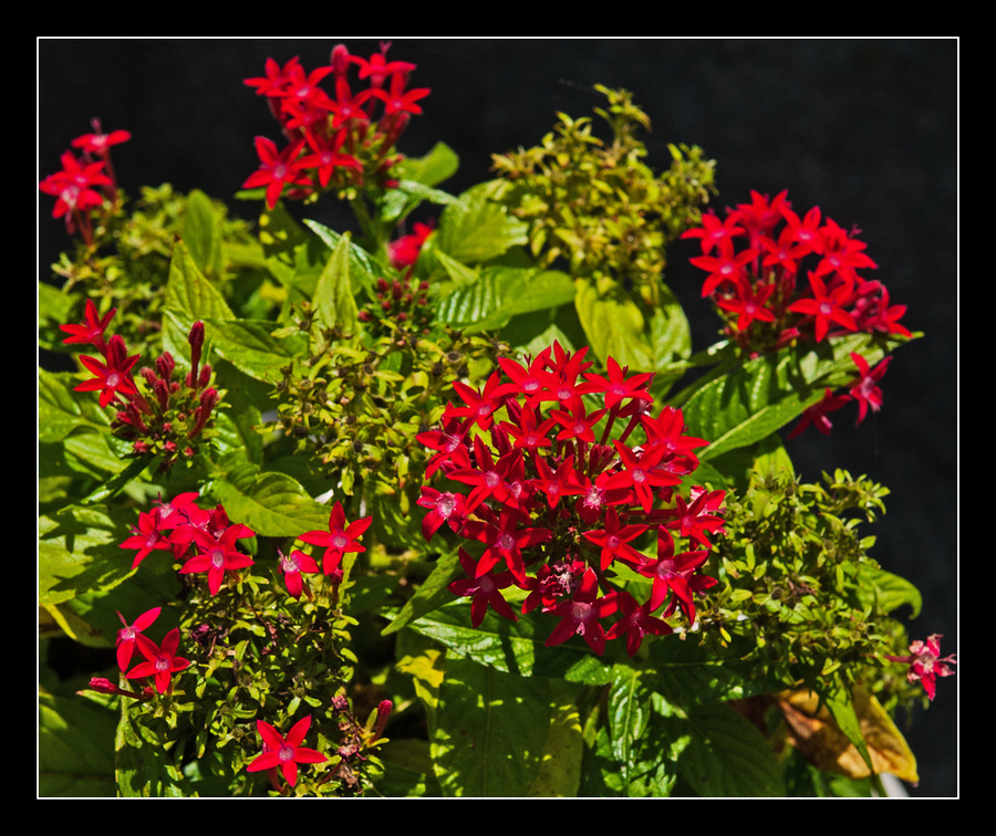 Star of Egypt
