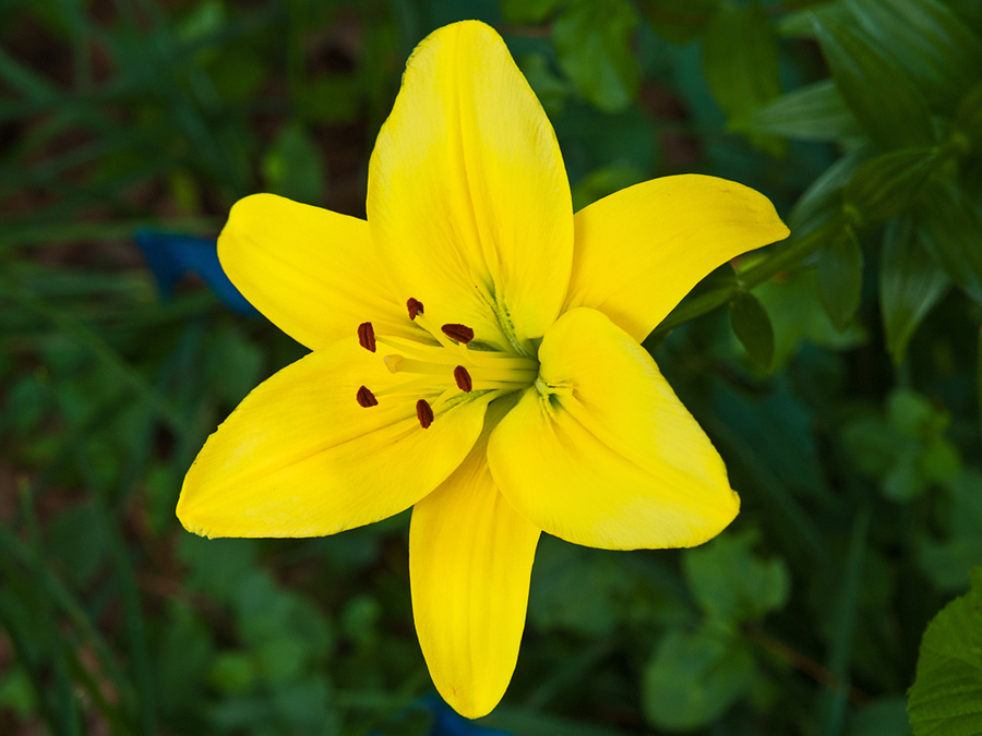 Full Lily