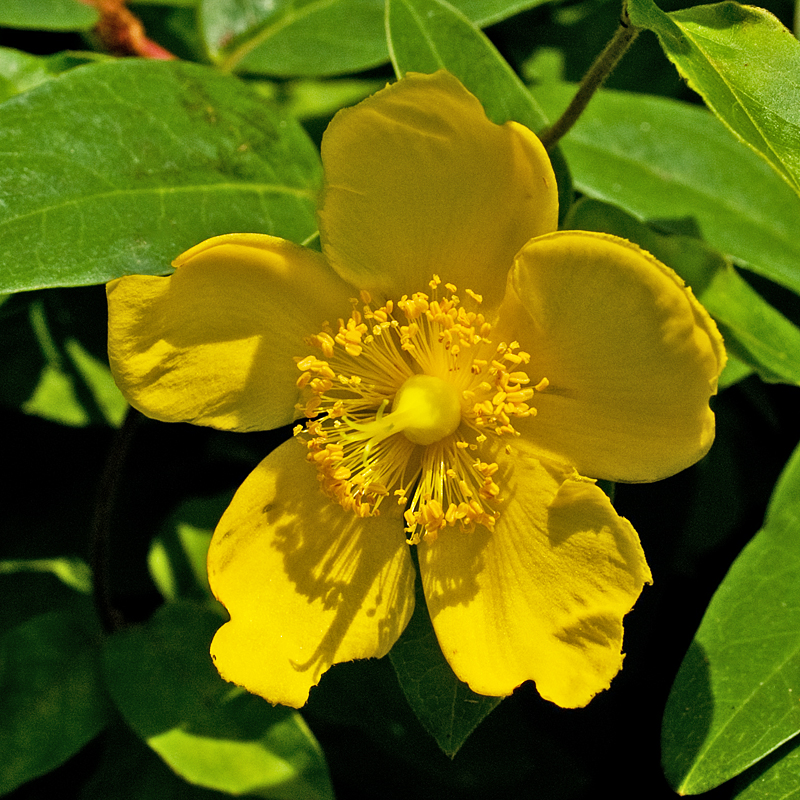 St. John's Wort