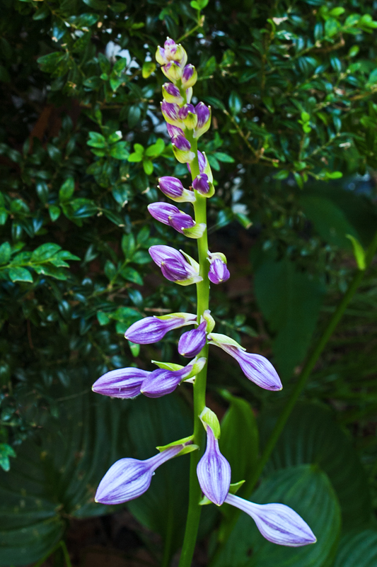 Plantain Lily