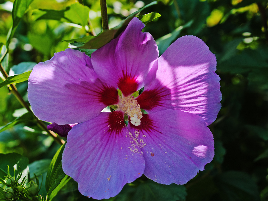 Rose of Sharon