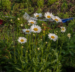 Daisies Gone By