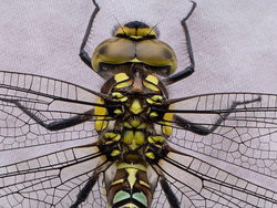 Crop of previous picture
