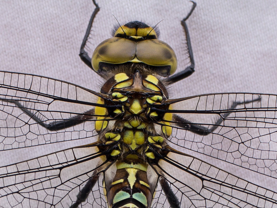 Crop of previous picture