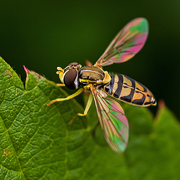 Tiny Hover Fly