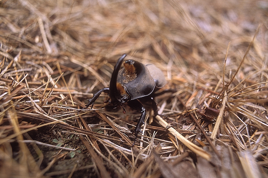 One morning,as Gregor Samsa was waking up from anxious dreams,he discovered that in bed he had been changed into a monstrous bug