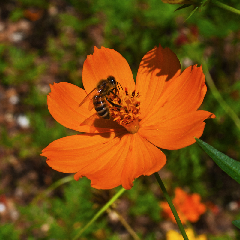 Bee on Coreopsis