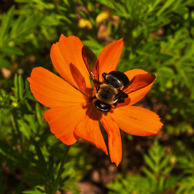 Carpenter  Bee on Coreopsis