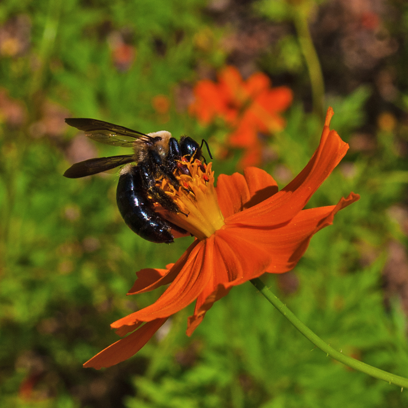 Carpenter Bee