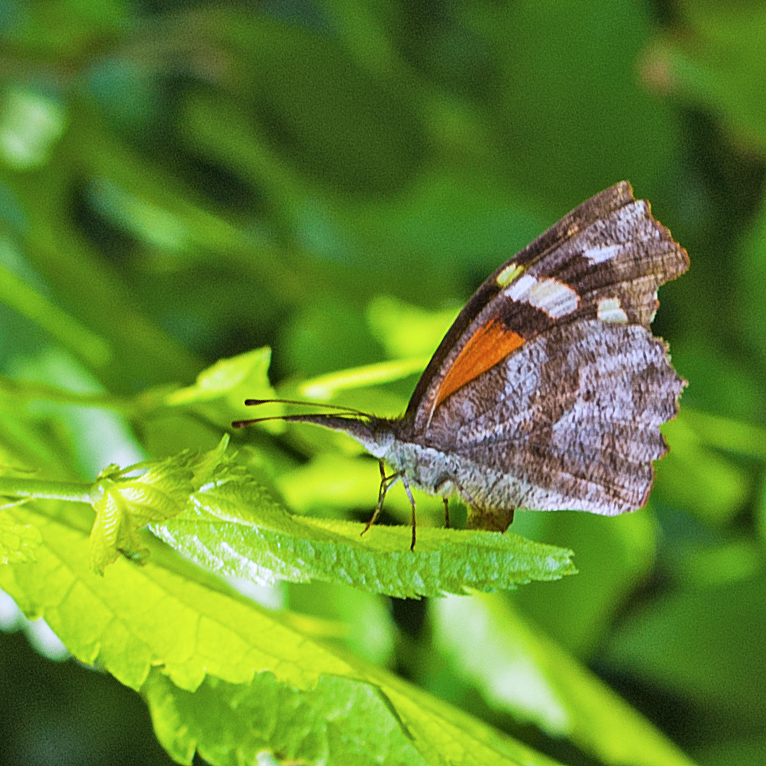 Snout Butterfly