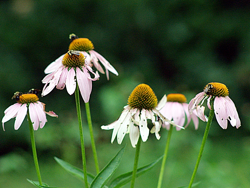 Bees n bokeh