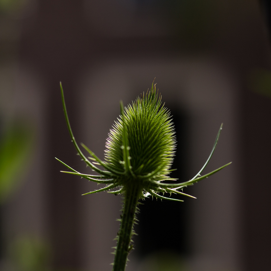 _MG_1009.jpg