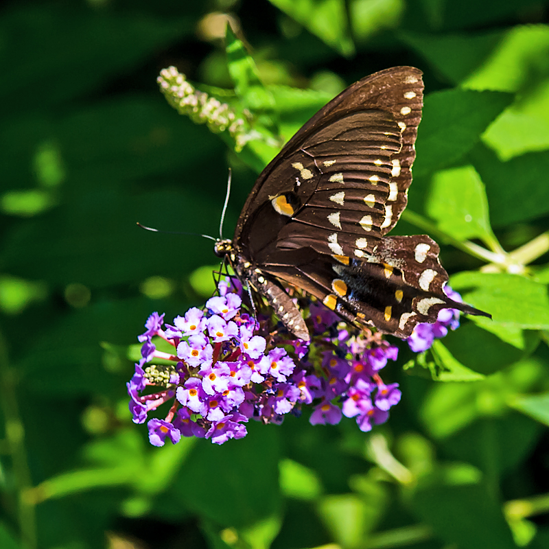 Underside of Spicebush Swallowtail