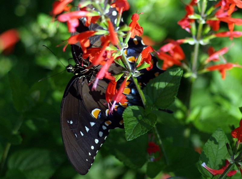 Black Beauty