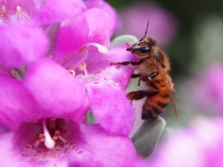 Bee 1